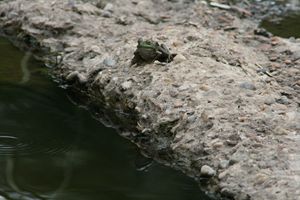 Frog and Reflection