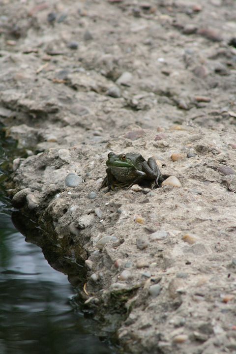 Frog - Leeora's Photography