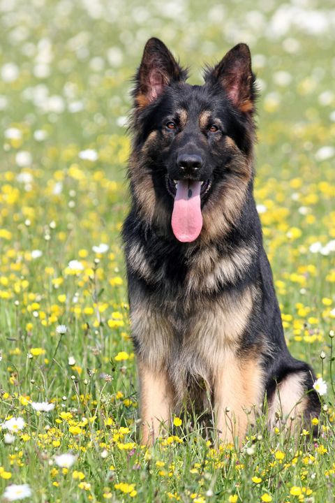 The German Shepherd Dog - Denise Coyle - Photography, Animals, Birds ...