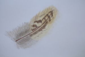Peacock feather - evra_zn - Digital Art, Still Life, Feathers, Nests, &  Eggs - ArtPal