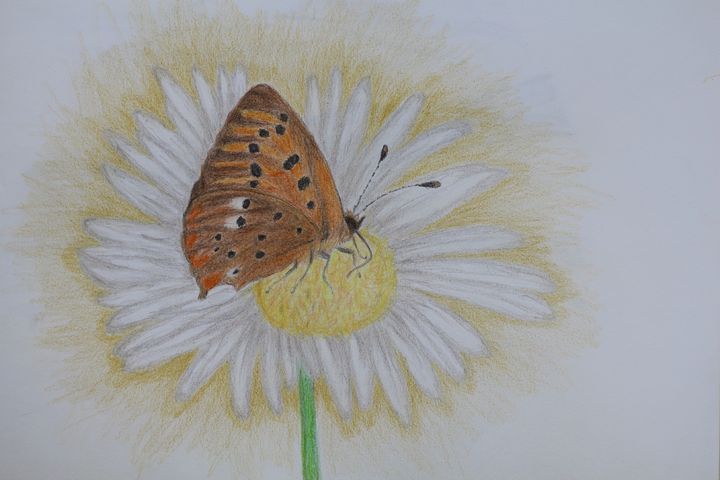 European Drawing - Nature Art - Drawings & Illustration, Animals, Birds, & Fish, Bugs & Insects, Butterflies & Moths - ArtPal