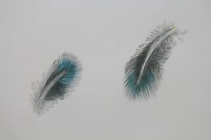 Peacock feather - evra_zn - Digital Art, Still Life, Feathers, Nests, &  Eggs - ArtPal