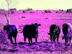 Purple Cow Photography