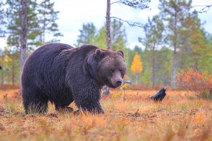 Autumn in bears - Valtteri Mulkahainen - Photography, Animals, Birds ...