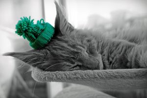 Sleeping Maine Coon christmas hat