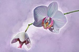 Pink Orchid Digitally Handpainted