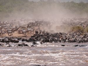 The Great Masai Mara Migration - Peter Rowe