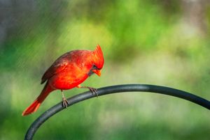 The Cardinal Rule