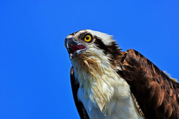 Righteous Raptor - Photography by Michiale