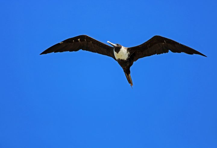 A Female Magnificent Frigatebird - Photography by Michiale