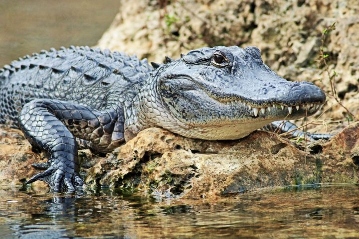 Gator in the Everglades VIII - Photography by Michiale - Photography ...