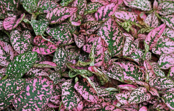 Perfect Pink Hypoestes - Photography by Michiale - Photography, Flowers ...
