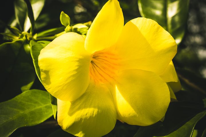 Yellow Flower - CSDA Photography