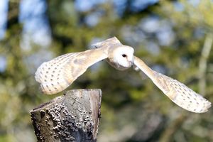 Barn Owl in flight - Dave's Art