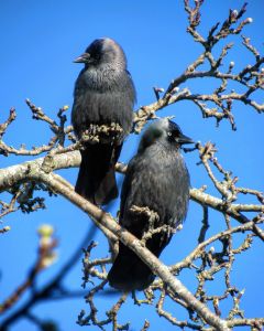 The daws (jackdaws)