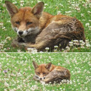 Peaceful fox.