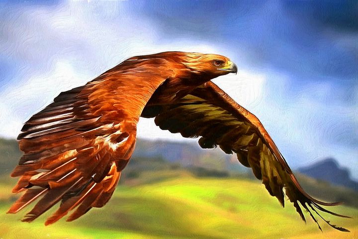 Golden Eagle by W Joseph - Joseph Wall Art - Paintings & Prints ...