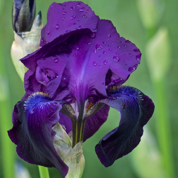Purple Iris - Richard Cummings