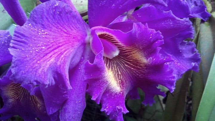 Purple orchid - HopesArtGallery