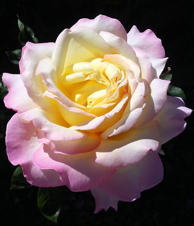Lady's Rose - Catherine Bonnie