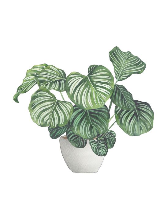 Calathea Orbifolia in Planter - Gush Art Studio - Paintings & Prints,  Flowers, Plants, & Trees, Plants, Other Plants - ArtPal