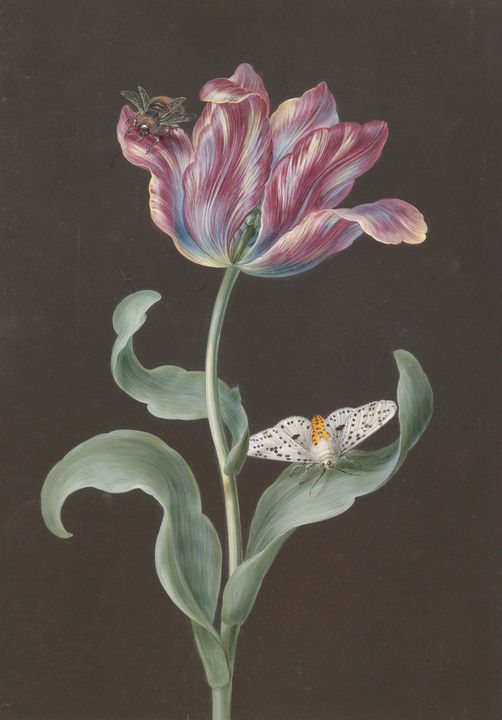 Barbara Regina Dietzsch~Tulipa Gesne - Old master image