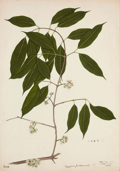 Bhawani Das~Jambul (Syzygium Jambola - Old master image