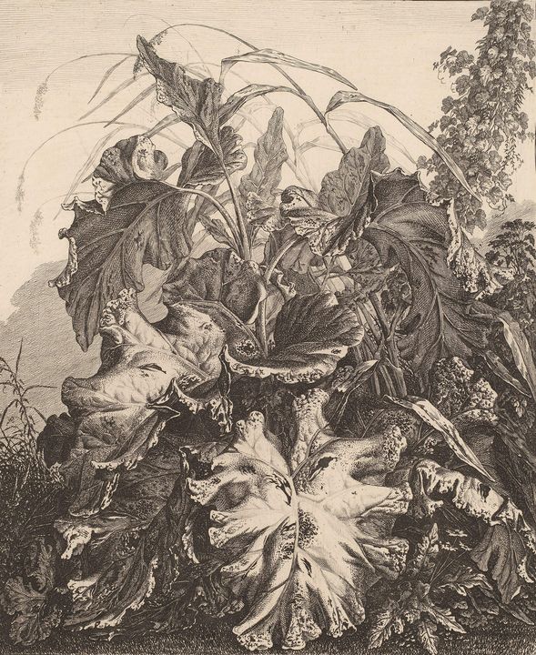 Carl Wilhelm Kolbe~Foliage with Reed - Old master image