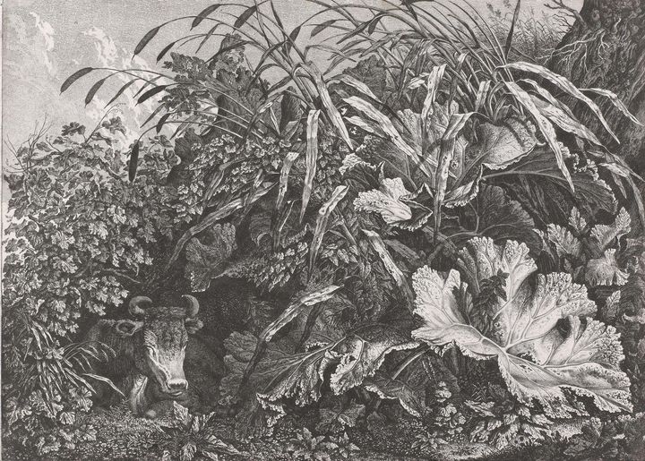 Carl Wilhelm Kolbe~Koe temidden van - Old master image