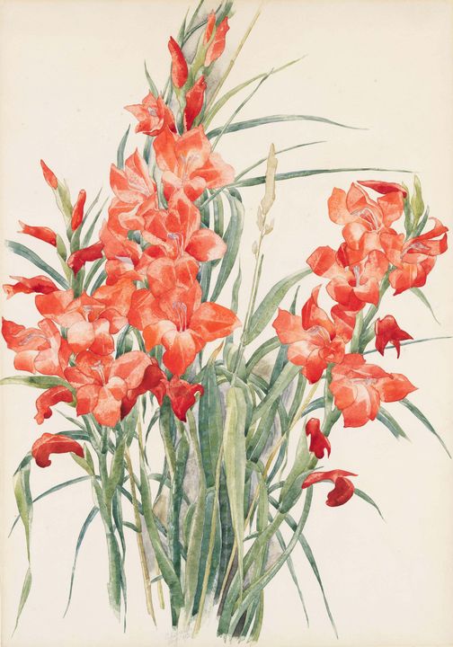 Charles Demuth~Red Gladioli - Old master image