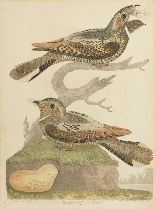 Alexander Wilson~American Ornitholog - Old master image