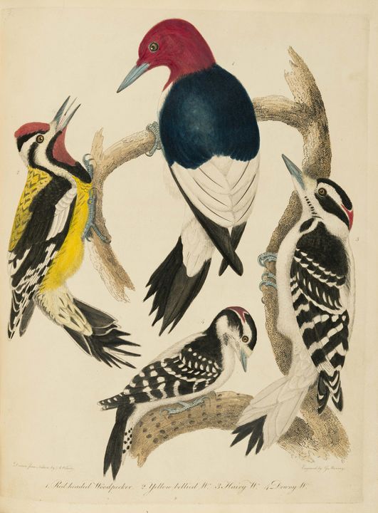 Alexander Wilson~American Ornitholog - Old master image