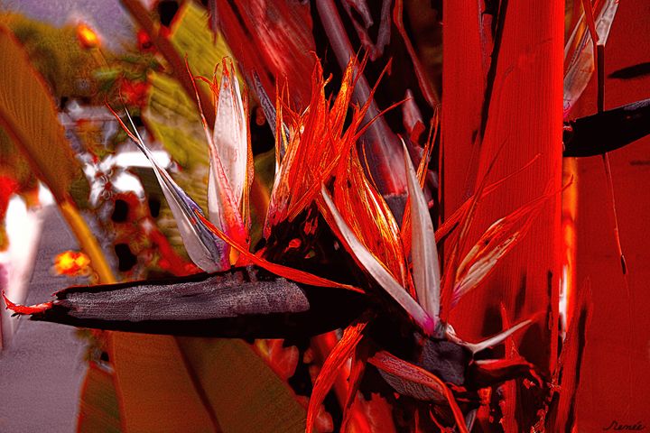 Color Flight #1 - Renee Anderson