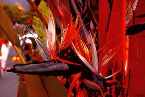 Color Flight #1