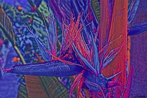Color Flight #4