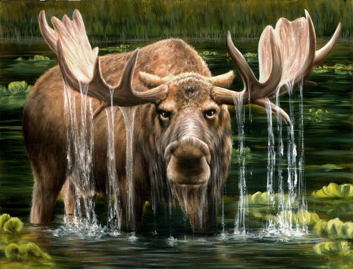 Moose - Travis Knight Art