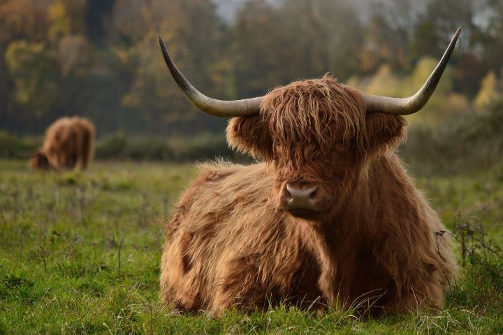 Highlander cow - Rosenthal Photography - Photography, Animals, Birds ...