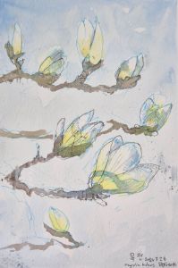 Magnolia Kobus