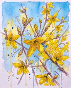 Forsythia