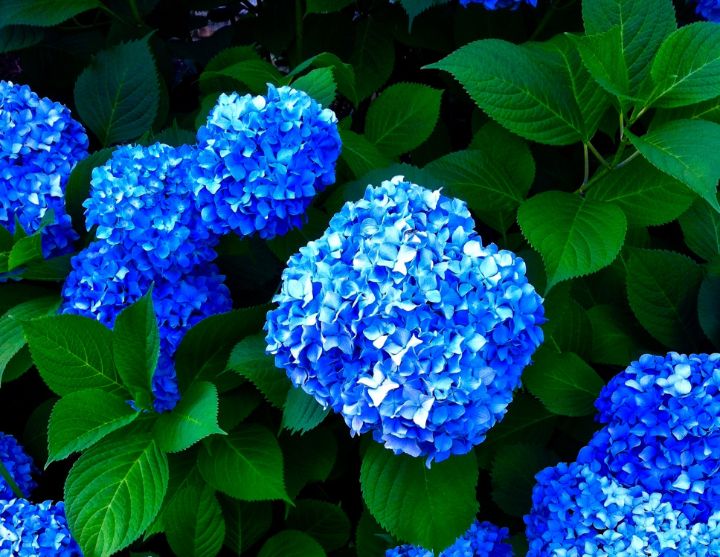 Blue Hydrangea - Joseph Thaler Photo Art