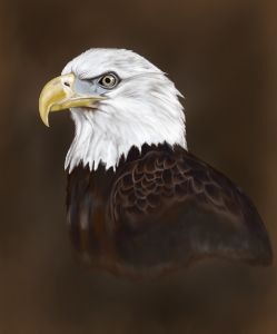 Bald eagle.