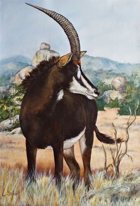 Sable Antelope - Signed Fine Art Print