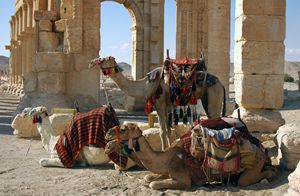 Camels in Palmyra, Syria