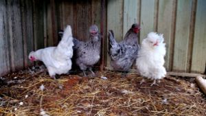 Four Fluffy Chickens - VictoriaAugust
