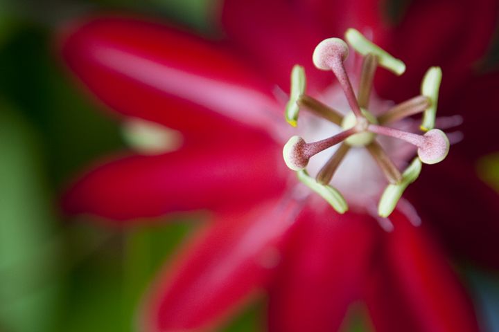 Close Up of Red Flower Stamen - ArtByLaurenBritz