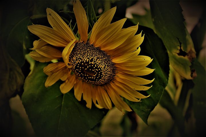 Sunflower 1 - Lorne Photos