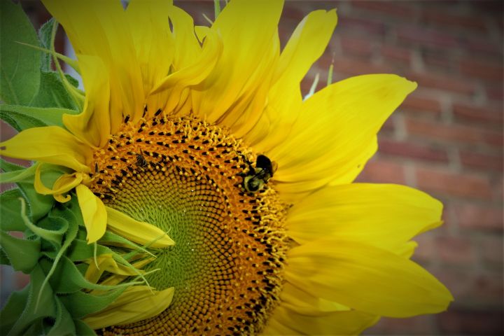Sunflower and Friend - Lorne Photos
