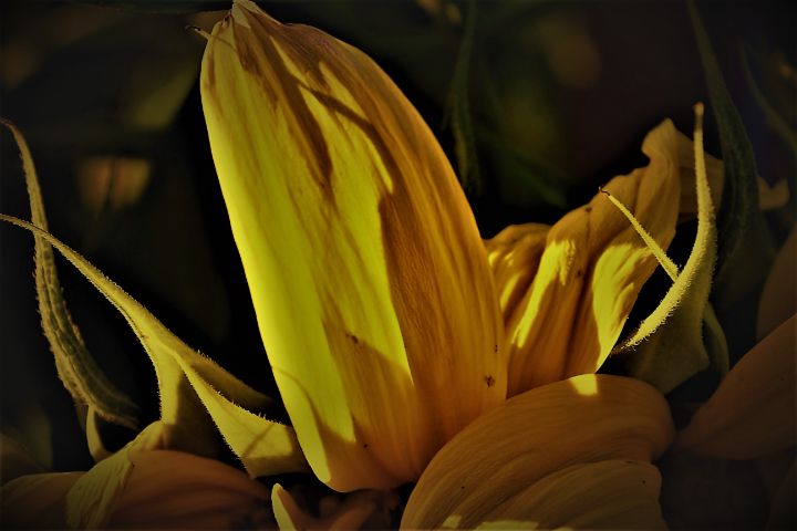 Sunflower at Night - Lorne Photos