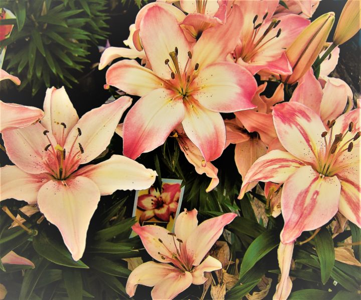 Lilies Lorne Photos Paintings & Prints, Flowers, Plants, & Trees, Flowers, Flowers IZ