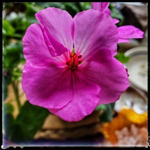 Geranium
